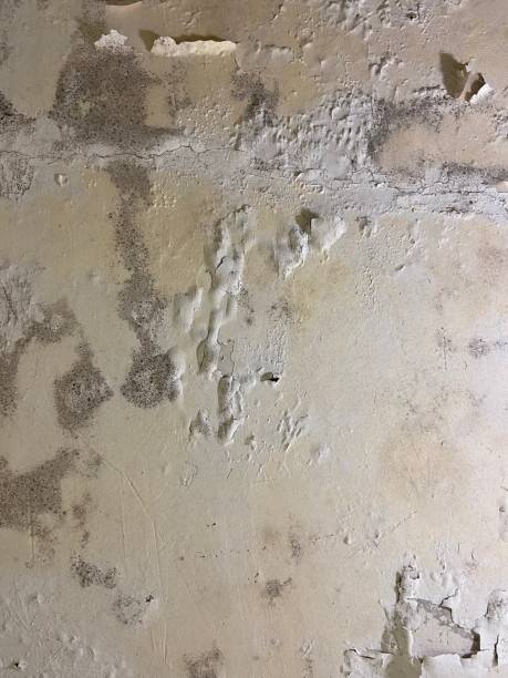 Best Attic Mold Remediation in Sardis City, AL